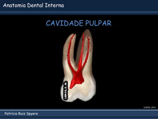 Patrícia Ruiz Spyere
Anatomia Dental Interna
CAVIDADE PULPAR
LEMOS, 2014
 