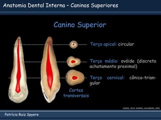 Patrícia Ruiz Spyere
Anatomia Dental Interna – Caninos Superiores
Canino Superior
LEMOS, 2014; SOARES; GOLDBERG, 2002
Terço apical: circular
Terço médio: ovóide (discreto
achatamento proximal)
Terço cervical: cônico-trian-
gular
Cortes
transversais
 