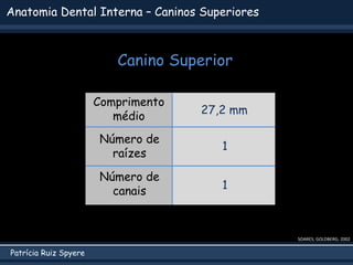 Patrícia Ruiz Spyere
Anatomia Dental Interna – Caninos Superiores
Canino Superior
SOARES; GOLDBERG, 2002
Comprimento
médio
Número de
raízes
Número de
canais
27,2 mm
1
1
 
