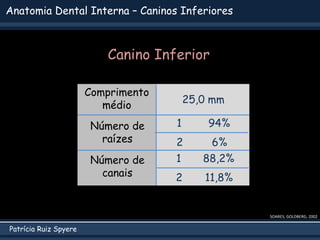 Patrícia Ruiz Spyere
Anatomia Dental Interna – Caninos Inferiores
SOARES; GOLDBERG, 2002
Comprimento
médio
Número de
raízes
Número de
canais
25,0 mm
1 88,2%
2 11,8%
1 94%
2 6%
Canino Inferior
 