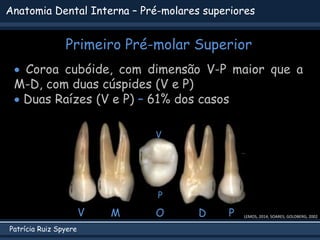 Patrícia Ruiz Spyere
Anatomia Dental Interna – Pré-molares superiores
Primeiro Pré-molar Superior
 Coroa cubóide, com dimensão V-P maior que a
M-D, com duas cúspides (V e P)
 Duas Raízes (V e P) – 61% dos casos
V P
D
M O
V
P
LEMOS, 2014; SOARES; GOLDBERG, 2002
 