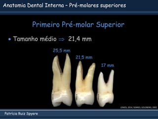 Patrícia Ruiz Spyere
Anatomia Dental Interna – Pré-molares superiores
Primeiro Pré-molar Superior
LEMOS, 2014; SOARES; GOLDBERG, 2002
 Tamanho médio  21,4 mm
25,5 mm
21,5 mm
17 mm
 