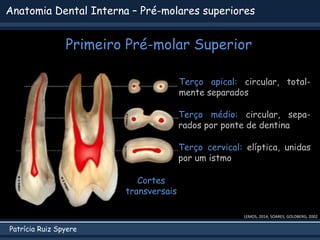 Patrícia Ruiz Spyere
Anatomia Dental Interna – Pré-molares superiores
Primeiro Pré-molar Superior
LEMOS, 2014; SOARES; GOLDBERG, 2002
Cortes
transversais
Terço apical: circular, total-
mente separados
Terço médio: circular, sepa-
rados por ponte de dentina
Terço cervical: elíptica, unidas
por um istmo
 