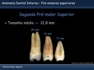 Patrícia Ruiz Spyere
Anatomia Dental Interna – Pré-molares superiores
Segundo Pré-molar Superior
LEMOS, 2014; SOARES; GOLDBERG, 2002
 Tamanho médio  21,8 mm
26 mm
21 mm
17 mm
 