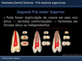 Patrícia Ruiz Spyere
Anatomia Dental Interna – Pré-molares superiores
Segundo Pré-molar Superior
LEMOS, 2014; SOARES; GOLDBERG, 2002
 Pode haver duplicidade de canais em uma raiz
única  variadas conformações  terminam em
forame único ou independentes
 