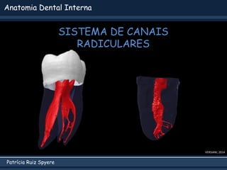 Patrícia Ruiz Spyere
Anatomia Dental Interna
SISTEMA DE CANAIS
RADICULARES
VERSIANI, 2014
 