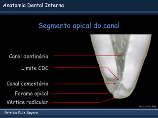 Patrícia Ruiz Spyere
Anatomia Dental Interna
Segmento apical do canal
CASTELLUCCI, 2009
Canal dentinário
Canal cementário
...