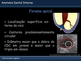 Patrícia Ruiz Spyere
Anatomia Dental Interna
Forame apical
LOPES; SIQUEIRA JUNIOR; ELIAS, 2010; SSOARES; GOLDBERG, 2002
*
...