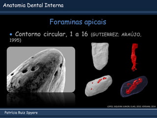 Patrícia Ruiz Spyere
Anatomia Dental Interna
Foraminas apicais
LOPES; SIQUEIRA JUNIOR; ELIAS, 2010; VERSIANI, 2014
 Conto...