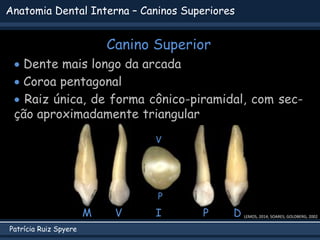 Patrícia Ruiz Spyere
Anatomia Dental Interna – Caninos Superiores
Canino Superior
 Dente mais longo da arcada
 Coroa pen...