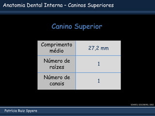 Patrícia Ruiz Spyere
Anatomia Dental Interna – Caninos Superiores
Canino Superior
SOARES; GOLDBERG, 2002
Comprimento
médio...