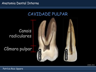Patrícia Ruiz Spyere
Anatomia Dental Interna
CAVIDADE PULPAR
Câmara pulpar
Canais
radiculares
LEMOS, 2014
 