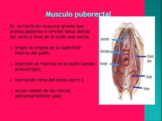 m-sculos-de-la-pelvis-pptx