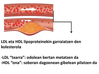 LDL eta HDL lipoproteinekin garraiatzen den
kolesterola
-LDL “txarra”: odolean bertan metatzen da
-HDL “ona”: soberan dagoenean gibelean pilatzen da
 