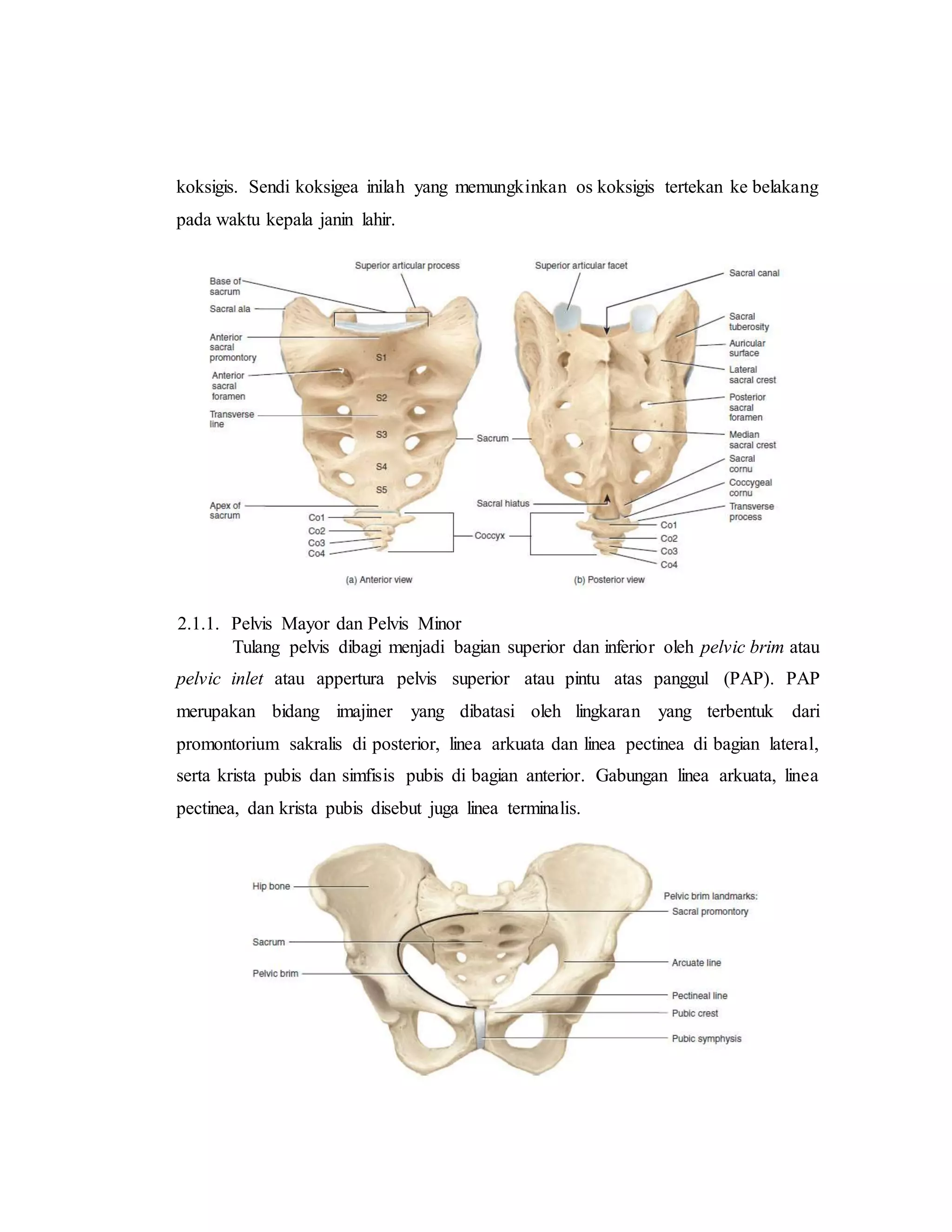 referat obgyn Anatomi alat reproduksi dan embriologi (pembimbing : dr ...