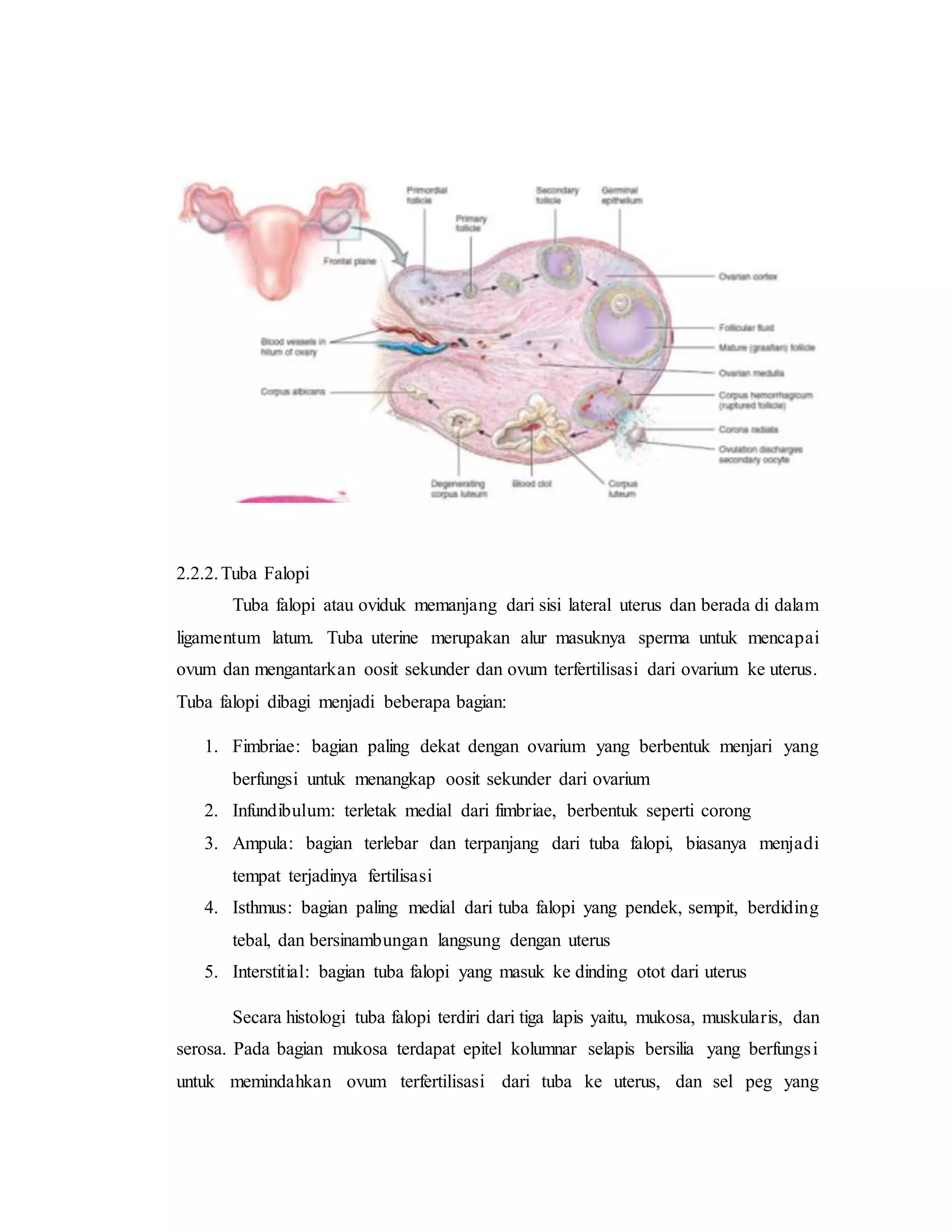 referat obgyn Anatomi alat reproduksi dan embriologi (pembimbing : dr ...
