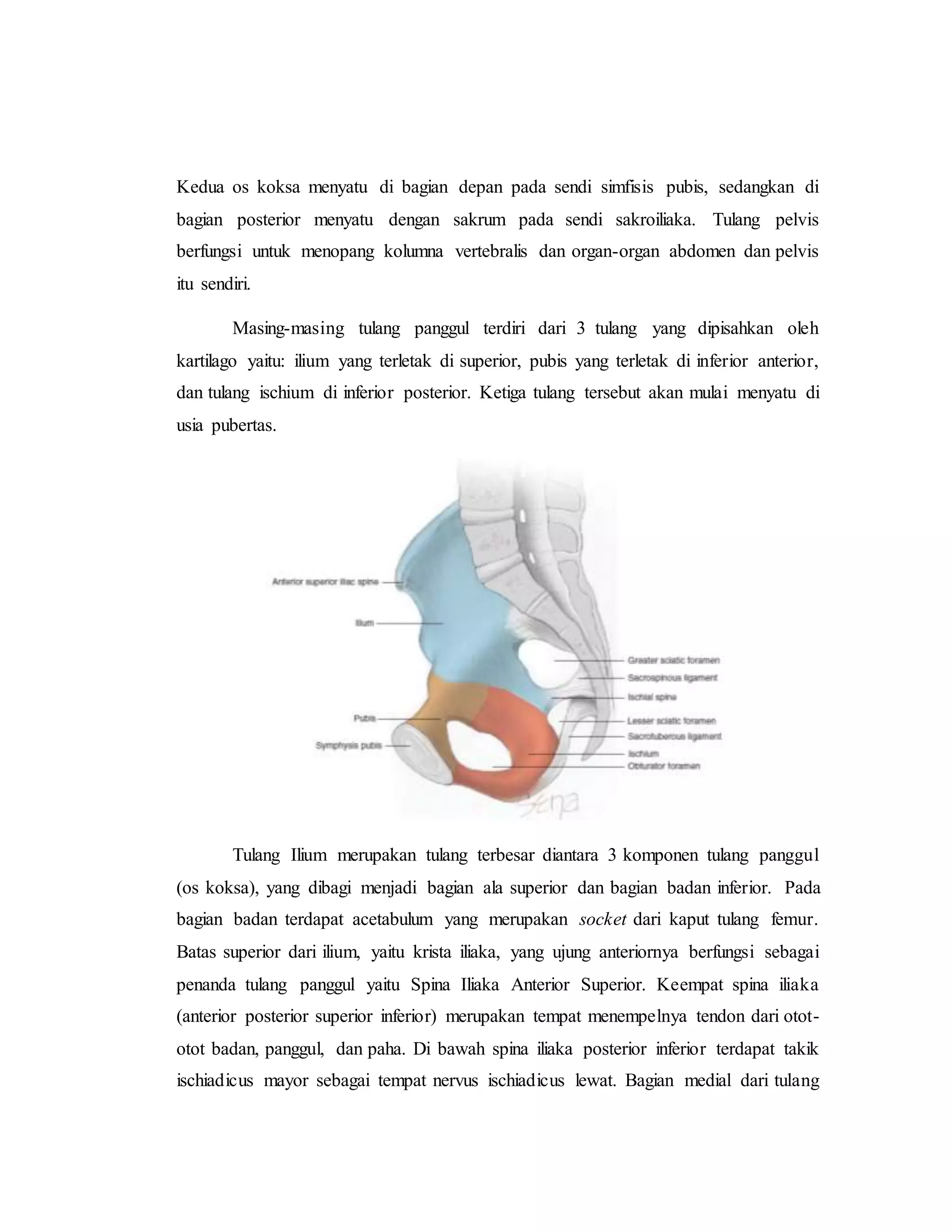 referat obgyn Anatomi alat reproduksi dan embriologi (pembimbing : dr ...