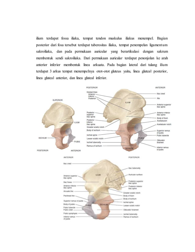 referat obgyn Anatomi alat reproduksi dan embriologi (pembimbing : dr ...