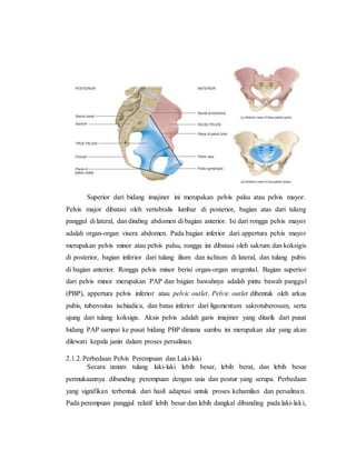 referat obgyn Anatomi alat reproduksi dan embriologi (pembimbing : dr ...
