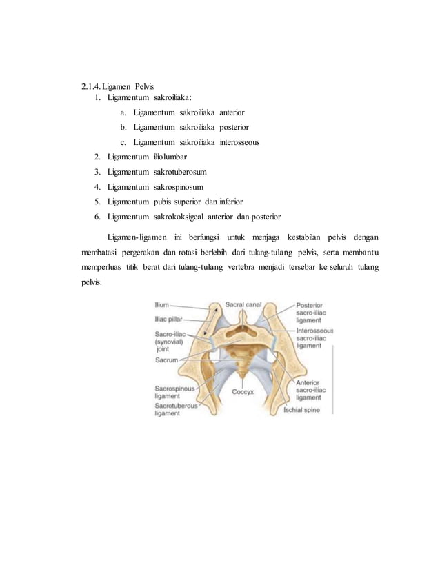 referat obgyn Anatomi alat reproduksi dan embriologi (pembimbing : dr ...