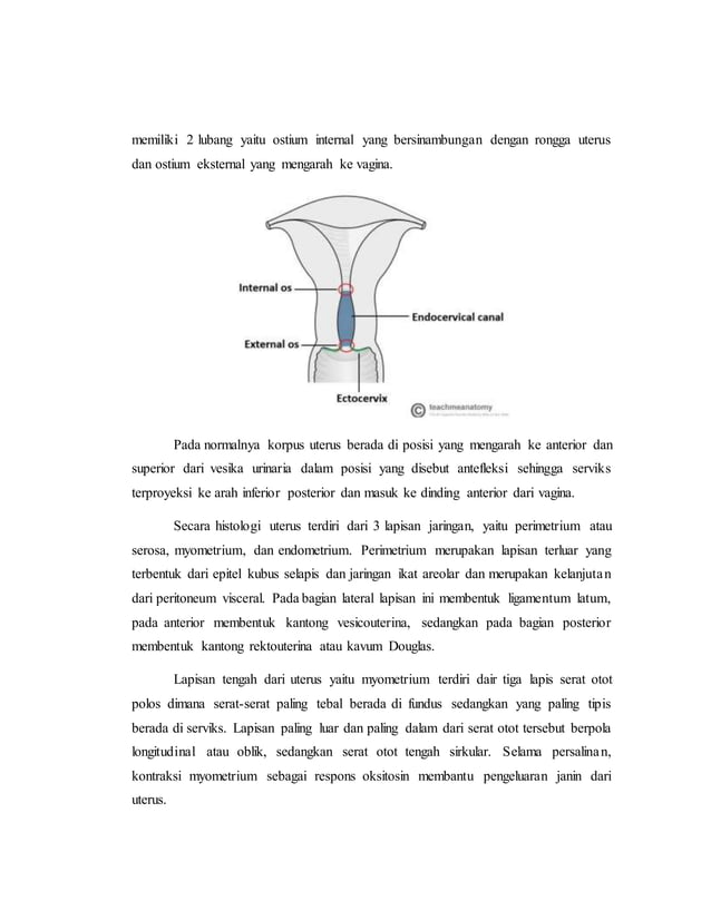 referat obgyn Anatomi alat reproduksi dan embriologi (pembimbing : dr ...