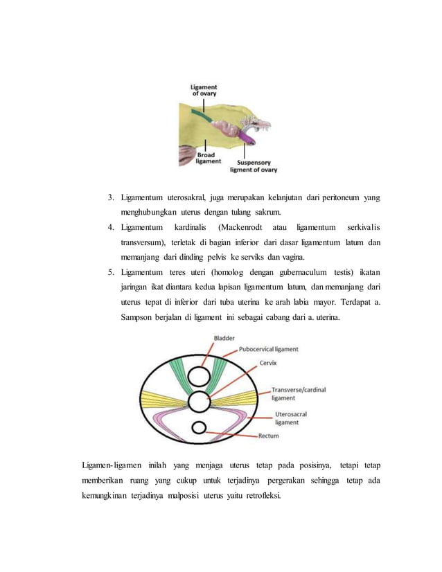 referat obgyn Anatomi alat reproduksi dan embriologi (pembimbing : dr ...