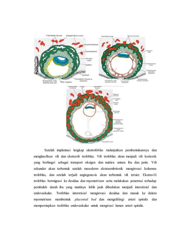 referat obgyn Anatomi alat reproduksi dan embriologi (pembimbing : dr ...