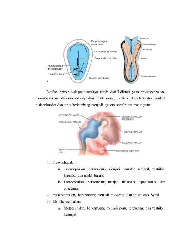 referat obgyn Anatomi alat reproduksi dan embriologi (pembimbing : dr ...