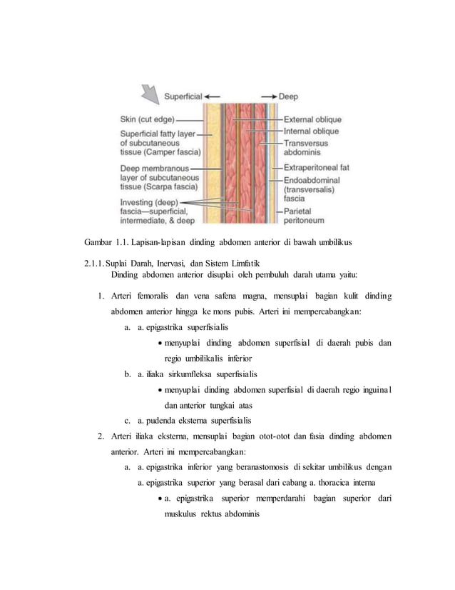 referat obgyn Anatomi alat reproduksi dan embriologi (pembimbing : dr ...