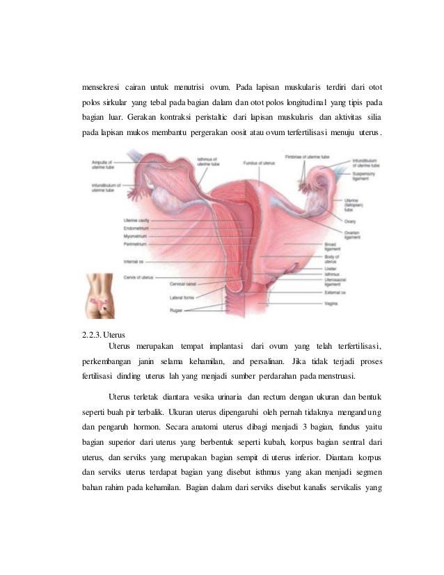 Referat obgyn Anatomi alat reproduksi dan embriologi 