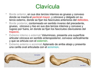 Borde Rugoso Anatomia Libro 2020 instituto la plata | PPTX