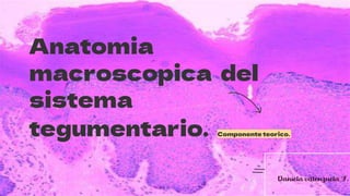 Anatomia
macroscopica del
sistema
tegumentario. Componente teorico.
Daniela valenzuela F.
 
