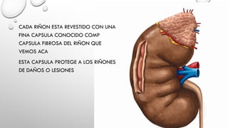 ANATOMIA MACROSCOPICA DEL SISTEMA GENITOURINARIO-2026.pptx