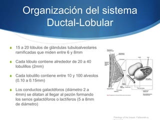 Organización del sistema
Ductal-Lobular
S 15 a 20 lóbulos de glándulas tubuloalveolares
ramificadas que miden entre 6 y 8m...