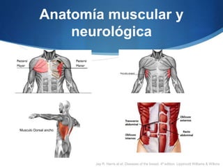 Anatomía muscular y
neurológica
Musculo Dorsal ancho
Jay R. Harris at el. Diseases of the breast, 4ª edition, Lippincott W...