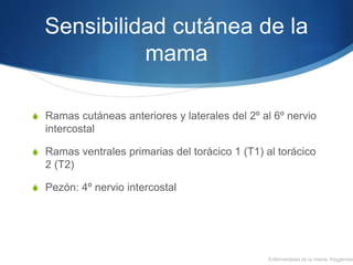 Sensibilidad cutánea de la
mama
S Ramas cutáneas anteriores y laterales del 2º al 6º nervio
intercostal
S Ramas ventrales ...