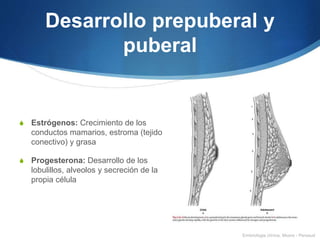 Desarrollo prepuberal y
puberal
S Estrógenos: Crecimiento de los
conductos mamarios, estroma (tejido
conectivo) y grasa
S Progesterona: Desarrollo de los
lobulillos, alveolos y secreción de la
propia célula
Embriologia clínica, Moore - Persaud
 