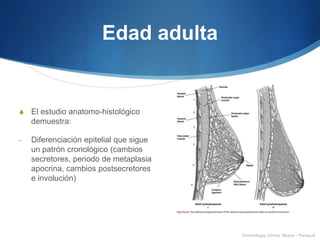 Edad adulta
S El estudio anatomo-histológico
demuestra:
- Diferenciación epitelial que sigue
un patrón cronológico (cambios
secretores, periodo de metaplasia
apocrina, cambios postsecretores
e involución)
Embriologia clínica, Moore - Persaud
 