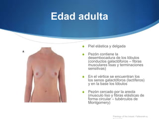 Edad adulta
S Piel elástica y delgada
S Pezón contiene la
desembocadura de los lóbulos
(conductos galactóforos – fibras
musculares lisas y terminaciones
sensitivas)
S En el vértice se encuentran los
los senos galactóforos (lactíferos)
y en la base los lóbulos
S Pezón cercado por la areola
(musculo liso y fibras elásticas de
forma circular – tubérculos de
Montgomery)
Patology of the breast. Fatteaneh-a,
 
