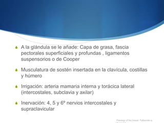 S A la glándula se le añade: Capa de grasa, fascia
pectorales superficiales y profundas , ligamentos
suspensorios o de Cooper
S Musculatura de sostén insertada en la clavícula, costillas
y húmero
S Irrigación: arteria mamaria interna y torácica lateral
(intercostales, subclavia y axilar)
S Inervación: 4, 5 y 6º nervios intercostales y
supraclavicular
Patology of the breast. Fatteaneh-a,
 