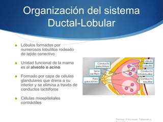 Organización del sistema
Ductal-Lobular
S Lóbulos formados por
numerosos lobulillos rodeado
de tejido conectivo
S Unidad funcional de la mama
es el alveolo o acino
S Formado por capa de células
glandulares que drena a su
interior y se elimina a través de
conductos lactóforos
S Células mioepiteliales
contráctiles
Patology of the breast. Fatteaneh-a,
 
