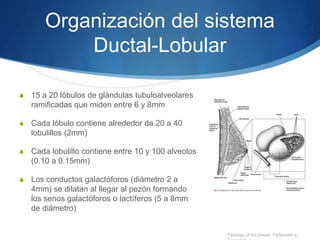 Organización del sistema
Ductal-Lobular
S 15 a 20 lóbulos de glándulas tubuloalveolares
ramificadas que miden entre 6 y 8mm
S Cada lóbulo contiene alrededor de 20 a 40
lobulillos (2mm)
S Cada lobulillo contiene entre 10 y 100 alveolos
(0.10 a 0.15mm)
S Los conductos galactóforos (diámetro 2 a
4mm) se dilatan al llegar al pezón formando
los senos galactóforos o lactíferos (5 a 8mm
de diámetro)
Patology of the breast. Fatteaneh-a,
 