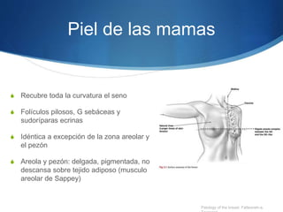 Piel de las mamas
S Recubre toda la curvatura el seno
S Folículos pilosos, G sebáceas y
sudoríparas ecrinas
S Idéntica a excepción de la zona areolar y
el pezón
S Areola y pezón: delgada, pigmentada, no
descansa sobre tejido adiposo (musculo
areolar de Sappey)
Patology of the breast. Fatteaneh-a,
 