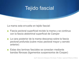 Tejido fascial
La mama esta envuelta en tejido fascial:
S Fascia pectoral superficial reviste la mama y se continua
con la fascia abdominal superficial de Camper
S La cara posterior de la mama descansa sobre la fascia
pectoral profunda (cubre músc pectoral mayor y serrato
anterior)
S Estas dos laminas fasciales se conectan mediante
bandas fibrosas (ligamentos suspensorios de Cooper)
Jay R. Harris at el. Diseases of the breast, 4ª edition, Lippincott Williams & Wilkins
 