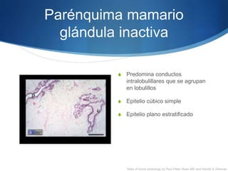 Parénquima mamario
glándula inactiva
S Predomina conductos
intralobulillares que se agrupan
en lobulillos
S Epitelio cúbico simple
S Epitelio plano estratificado
Atlas of tumor phatology by Paul Peter Roen MD and Harold A Obeman
 