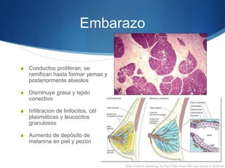 Embarazo
S Conductos proliferan, se
ramifican hasta formar yemas y
posteriormente alveolos
S Disminuye grasa y tejido
conectivo
S Infiltracion de linfocitos, cél
plasmáticas y leucocitos
granulosos
S Aumento de depósito de
melanina en piel y pezón
Atlas of tumor phatology by Paul Peter Roen MD and Harold A Obeman
 