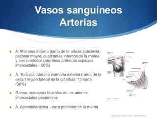 Vasos sanguíneos
Arterias
S A. Mamaria interna (rama de la arteria subclavia):
pectoral mayor, cuadrantes internos de la mama
y piel alrededor (atraviesa primeros espacios
intercostales - 60%)
S A. Torácica lateral o mamaria externa (rama de la
axilar) región lateral de la glándula mamaria
(30%)
S Ramas mamarias laterales de las arterias
intercostales posteriores
S A. Acromiotorácica – cara posterior de la mama
Patology of the breast. Fatteaneh-a,
 