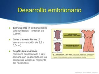 Desarrollo embrionario
S Estría láctea (4 semana desde
la fecundación – embrión de
2,5mm)
S Línea o cresta láctea (5
semanas – embrión de 2,5 a
5,5mm)
S La glándula mamaria
comienza su desarrollo a la 6
semana con la aparición de los
conductos lácteos al momento
del nacimiento
Embriologia clínica, Moore - Persaud
 