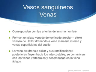 Vasos sanguíneos
Venas
S Corresponden con las arterias del mismo nombre
S Forman un plexo venoso denominado areolar – plexo
venoso de Haller drenando a vena mamaria interna y
venas superficiales del cuello
S La vena del drenaje axilar y sus ramificaciones
posteriores fluyen hacia los intercostales, se comunican
con las venas vertebrales y desembocan en la vena
ácigos
Patology of the breast. Fatteaneh-a,
 