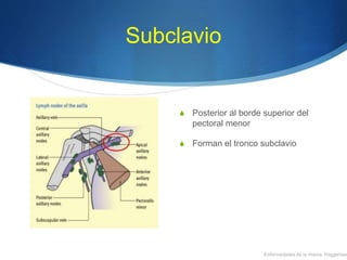 Subclavio
S Posterior al borde superior del
pectoral menor
S Forman el tronco subclavio
Enfermedades de la mama, Haggensen
 